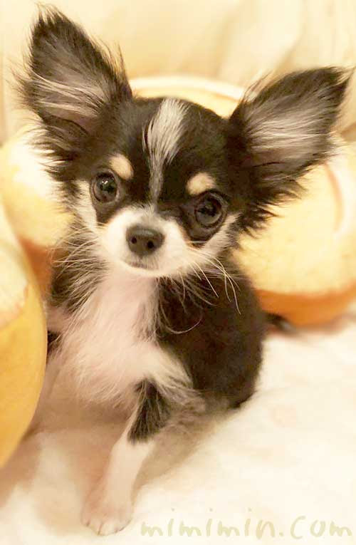 極小チワワのチクワちゃんの生息地 みみみんブログ