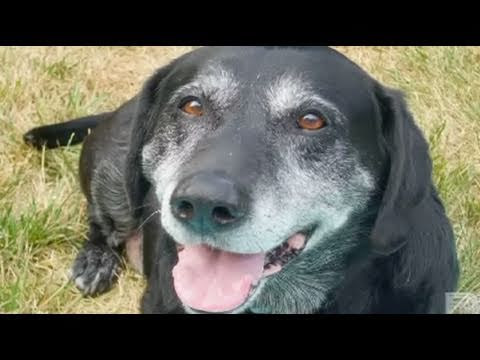 Consumers should be cautious when buying pet drugs online and should not let 