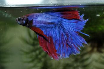 妄想アクアリウム ベタの飼育は難しい