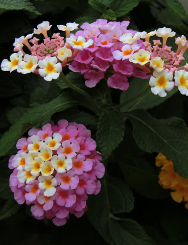 7月の花 ランタナ 七変化 Lantana 2 K U R A D A S H I