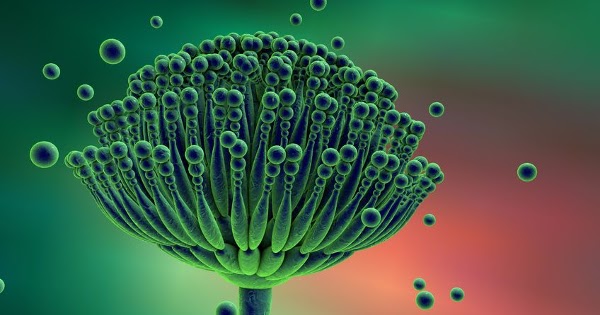 Can baking soda kill aflatoxin? Can eating alkali kill aflatoxin?