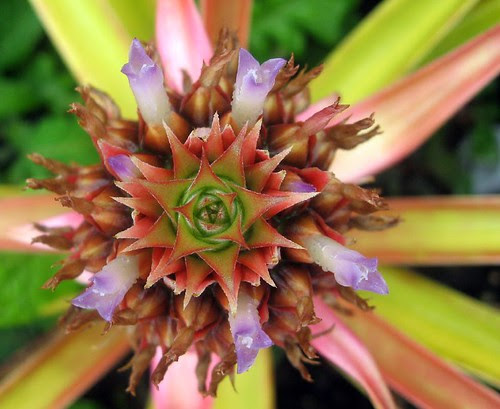 Ornamental Pineapple by acornbud