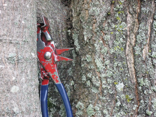 Happy woodpecker