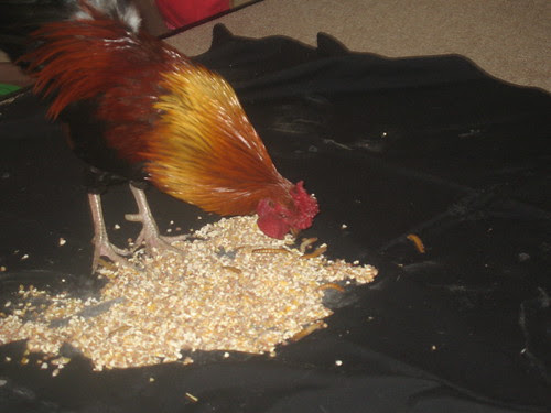 rooster