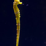 Seahorseの意味 例文 発音 画像付き英語辞書 Imagict