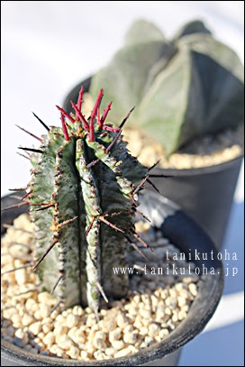 ホリダ ユーホルビア属 ホリダ通販 ホリダ育て方殖やし方 ユーホルビアの贈り物 ホリダ販売 開店祝い 引っ越し祝い 誕生日祝い 新築祝い 敬老の日 Euphorbia Horrida 多肉永遠 たにくとはcuctus And Succulents Onlineshop From Japan Tanikutoha