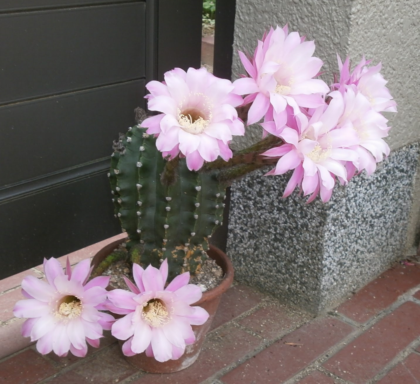 大きくて美しいサボテンの花 咲っく南花台 Com