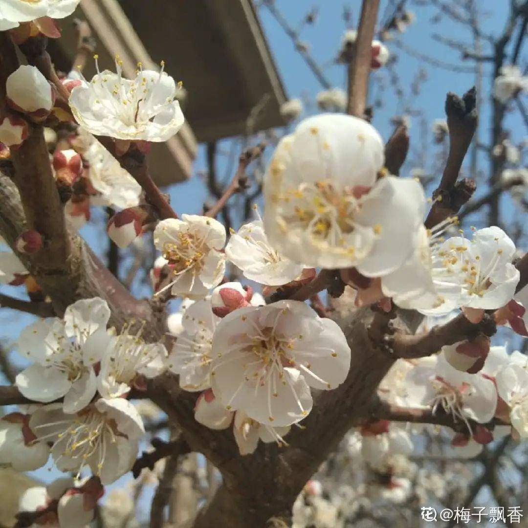 出生在几月份 最旺你的花就是它 杏花