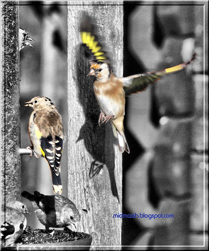 Goldfinches