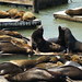 seals, sea lions