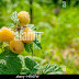 Yellow Raspberry Leaves : Raspberry yellow rust is a fungal disease.