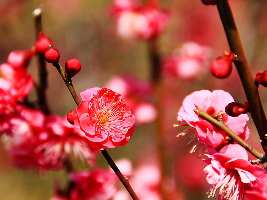 春の花 梅の花 花の無料壁紙写真 花の無料写真素材 四季の花の写真集
