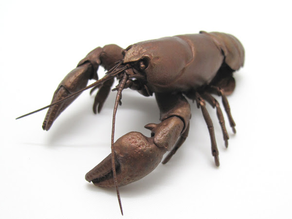 自在置物標本箱 ニホンザリガニ メス