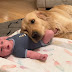 Golden Retriever Adopts Adorable Baby As His Own!