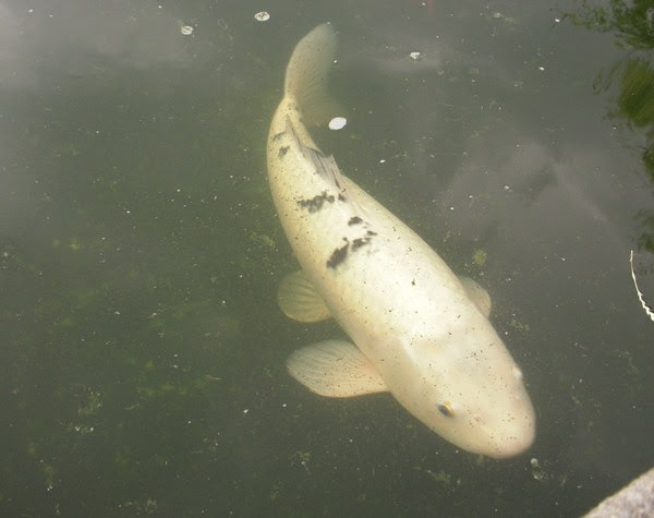 Koi For Sale at Aquarist Classifieds