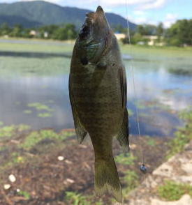 琵琶湖でブラックバス釣り受け入れ実績豊富な温泉宿 ホリデーアフタヌーン 自社公式hp