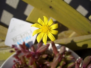 ルビーネックレス 多肉植物日記