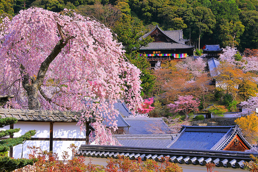 長谷寺 桜