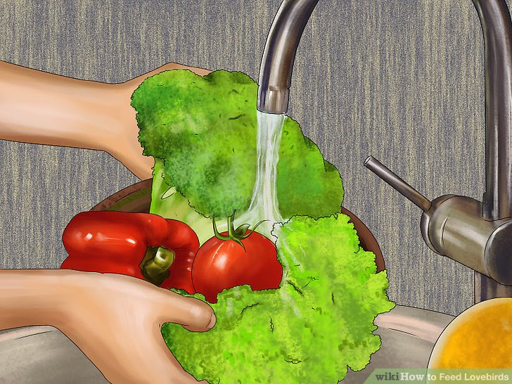Feed Lovebirds Step 9.jpg