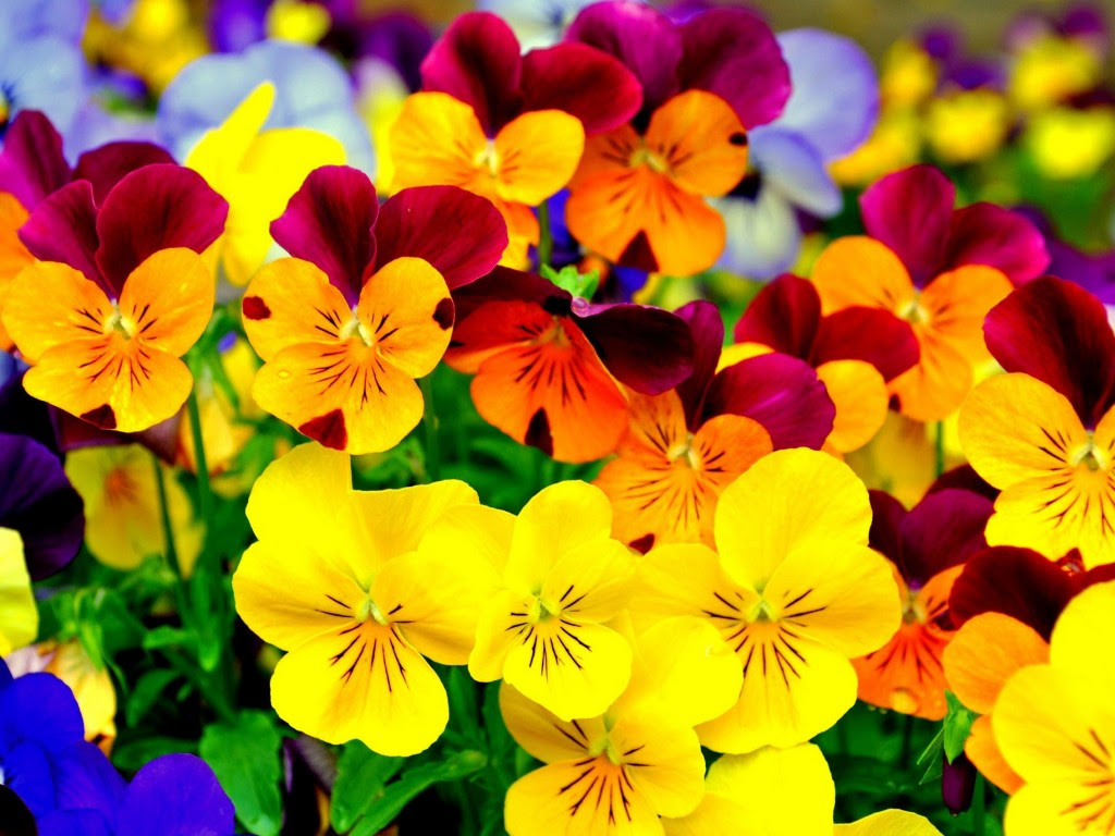 お花 お花 壁紙 ファンポップ