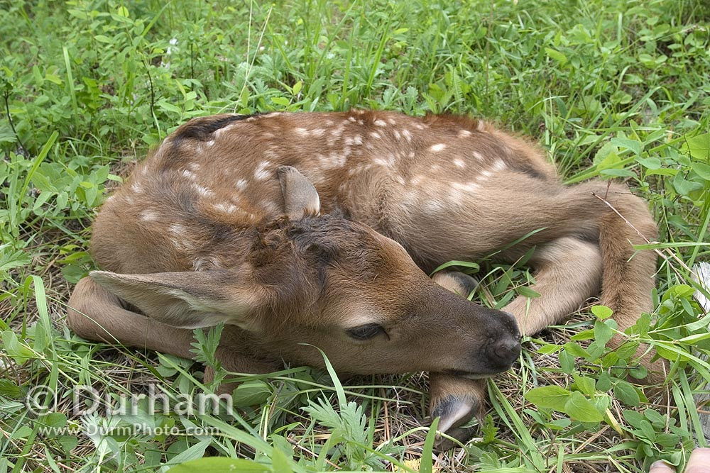 baby elk