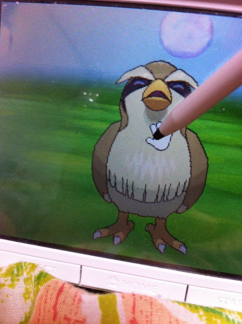 色違いに釘付け ポッポ ピジョン ピジョット Xy