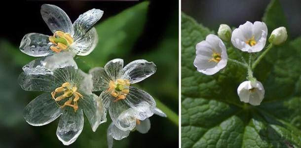 一淋雨就变透明 这花一下雨就变成 水晶 简直是太奇妙了