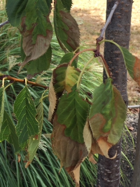 Is Your Fuji Cherry Tree Drooping Hort Coco Uc Master Gardener Program Of Contra Costa Anr Blogs