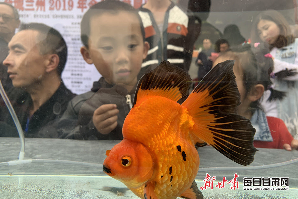 快来看 这是兰州第一次金鱼科普展哦 甘肃 每日甘肃网