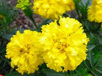 ９月２５日の誕生花 マリーゴールドの花言葉 変わらぬ愛 健康 なイエローカラーの花の 生命の輝き 弥生おばさんのガーデニングノート 花 と緑の365日 楽天ブログ