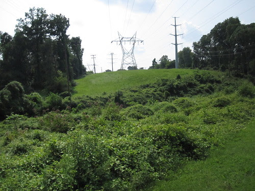 Powerline Meadow