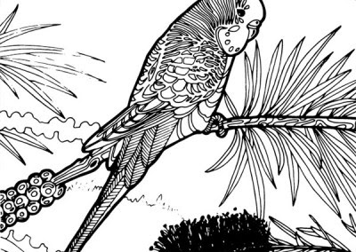 Download Flora & Fauna Australiana - Incolour Adult Colouring Books