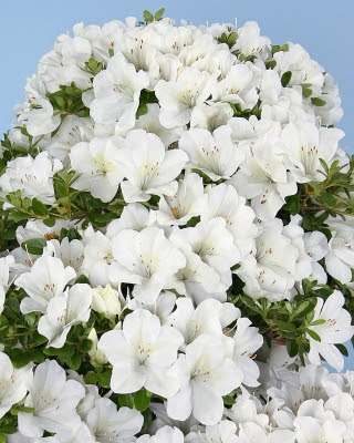 サツキ品種 白玲 博多白 さつき研究 趣味の山野草 栃の葉書房staff Blog