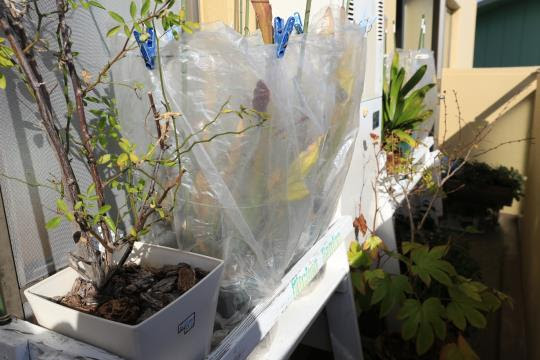 防寒対策 ベランダガーデニング ベランダの花日記 ２