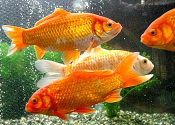 水カビ病について今一度考えてみる 金魚