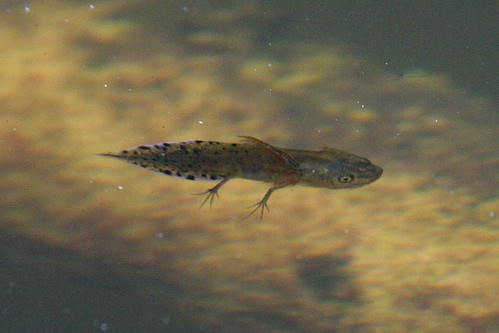 Great Crested Newt (larva)