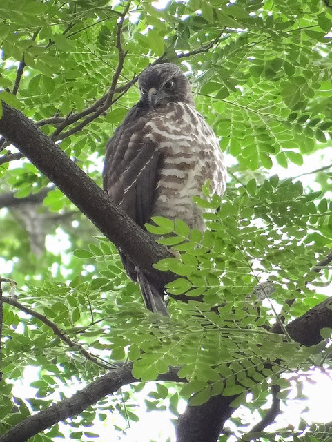 鳳頭蒼鷹/無限台南