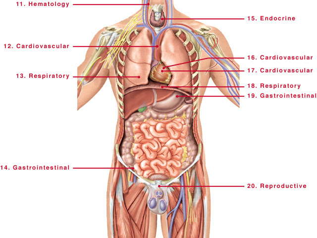 Free Human Body Organs Download Free Clip Art Free Clip Art On Clipart Library