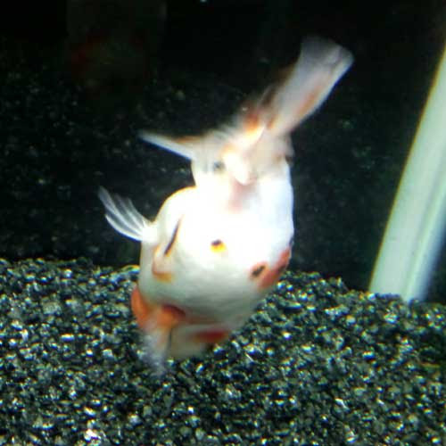 金魚が頭を下に縦泳ぎ 転覆改善に善玉菌の力 Aqua Talk