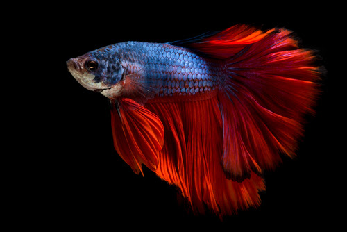 ベタの飼育 ヒーターがない時の対策や代用は 熱帯魚 淡水魚 海水魚の図鑑