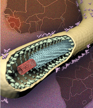  Ebola Image