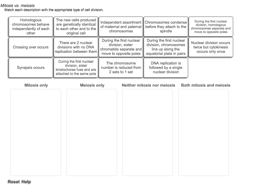 Meiosis Matching Worksheet Answer Key - Promotiontablecovers