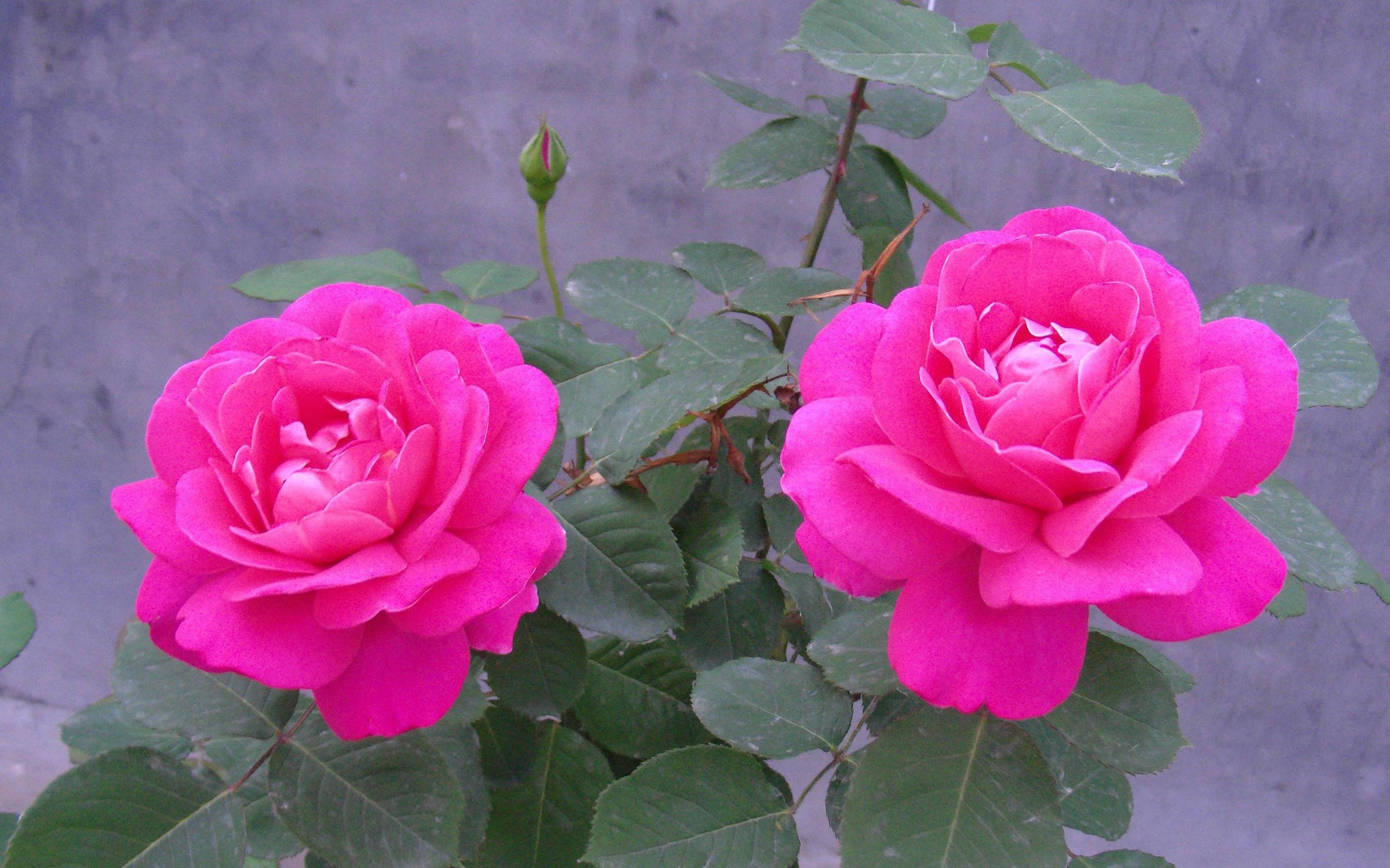 Picture of Rose Flower