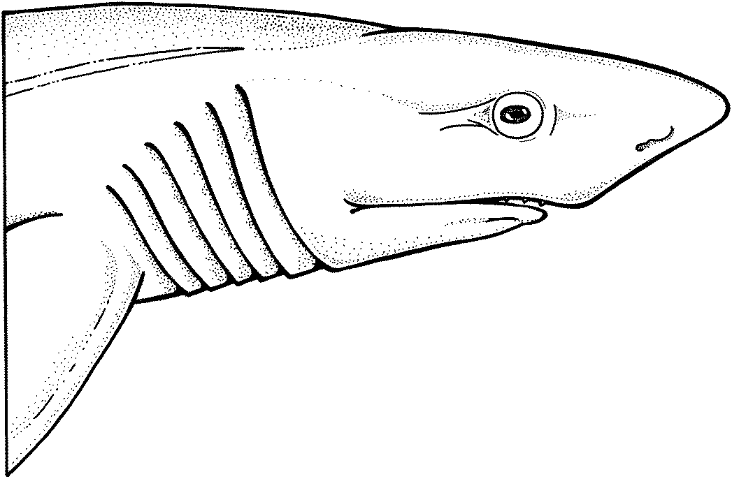 free shark coloring pages