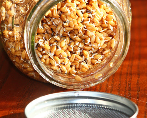sprouted wheat