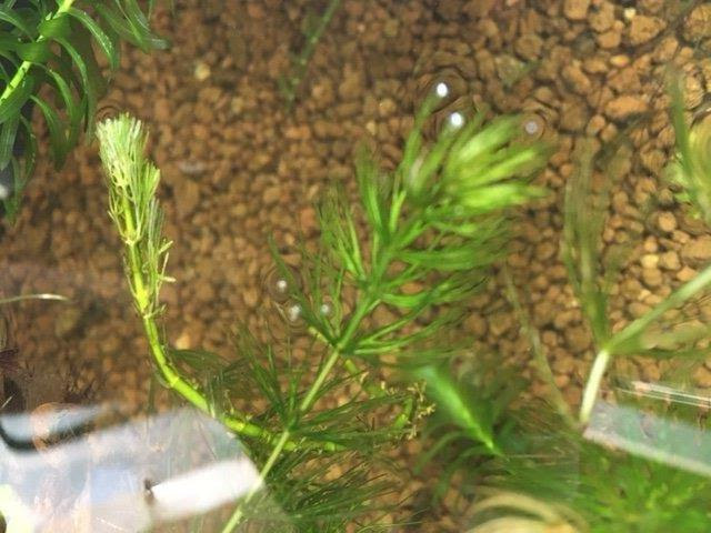 メダカと一緒にマツモを増やしてマツモの森を作ってみる