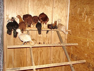 Chicken Roost Designs