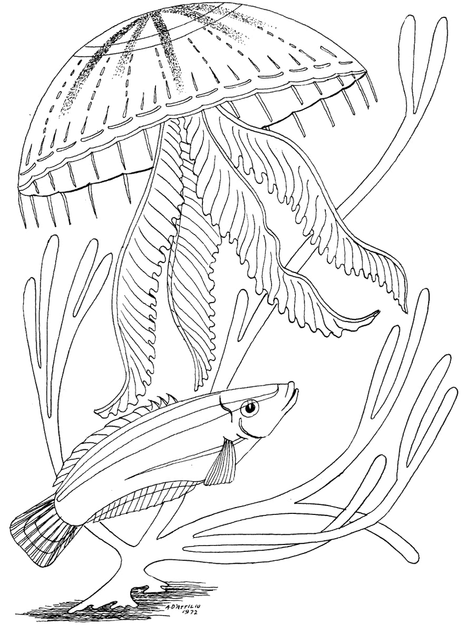 Download Ocean Coloring Pages - PrimaryGames.com
