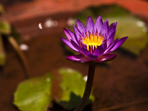 Beautiful Purple Lotus....
