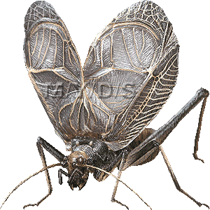 鈴虫 スズムシのイラスト 条件付フリー素材集